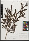 Foto von Salix purpurea L.